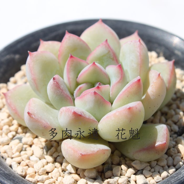 花魁 永遠ラベル付き エケベリア Mサイズ5.5cmポット 薔薇咲 多肉植物 小〜中型種