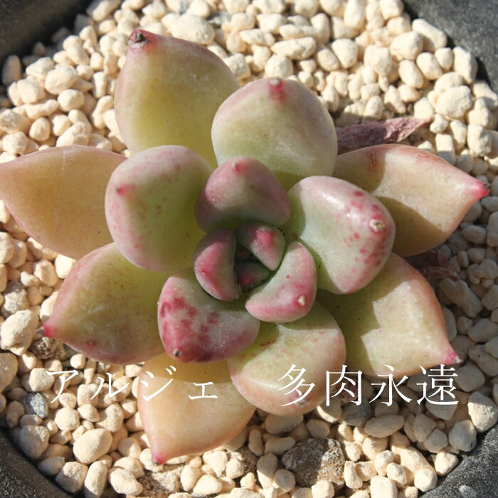 アルジェ エケベリア 韓国苗 Echeveria 薔薇咲 ロゼット 多肉植物