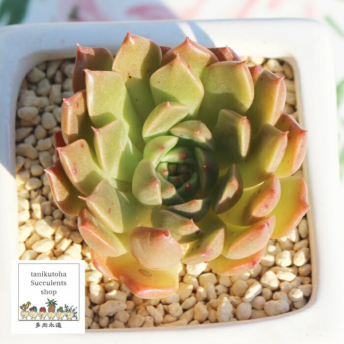 オリビア エケベリア 韓国苗 Echeveria OLIVIA 薔薇咲 多肉植物 小〜中型種 仔を出すタイプ きれい かわいい 観葉植物　多肉永遠苗