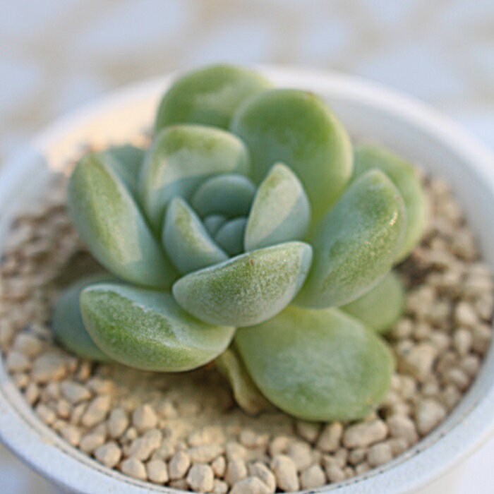 アイスグリーン エケベリア Mサイズ 5.5cmポット 韓国苗 多肉植物 小〜中型種 Echeveria ICEGREEN