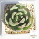 アイスシティー カット苗 エケベリア Mサイズ 6cmポット 韓国苗 Echeveria ICE CITY 薔薇咲 多肉植物 小～中型種 ロゼットタイプ きれい かわいい 観葉植物