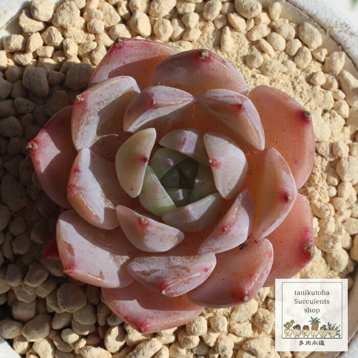 アメイジンググレイス エケベリア Mサイズ 5.5cmポット 韓国苗 echeveria amazing grace 薔薇咲 多肉植物 小〜中型種 ロゼットタイプ きれい かわいい 観葉植物