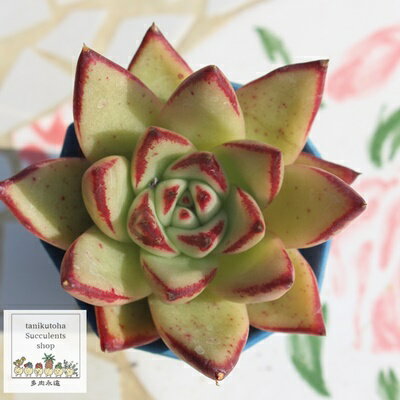 G{j[X[p[N[ GPxA 5.5cm|bg Echeveria evony super clone KN A `^ [bg^Cv ꂢ 킢