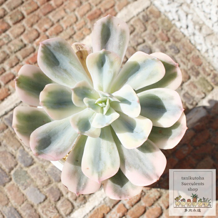 CuPC^ Jbgc GPxA MTCY 7.5cm|bg Echeveria imbricata f. variegata KN A `^ [bg^Cv ꂢ 킢