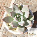 苺ミルクフラッペ 永遠ラベル付き エケベリア Mサイズ5.5cmポット Echeveria ichigomilk furappe 薔薇咲 多肉植物 小〜中型種 ロゼット..