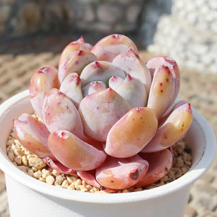 オレンジモンロー エケベリア Mサイズ5.5cmポット 多肉植物 小～中型種