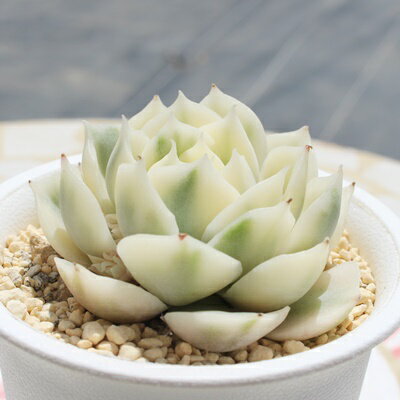 エケベリア オンスロー錦 Echeveria 'Onslow' f.variegata 多肉植物 斑入り 希少 自社農場直送 多肉永遠