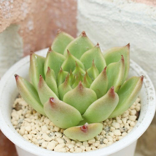 お茶姫 永遠ラベル付き エケベリア Mサイズ5.5cmポット 小～中型種 多肉植物 Echeveria ochahime