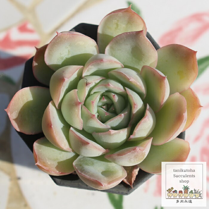 t`[Y GPxA 7.5cm|bg ؍c Echeveria FRENCH ROSE KN A `^ [bg^Cv ꂢ 킢 ϗtA