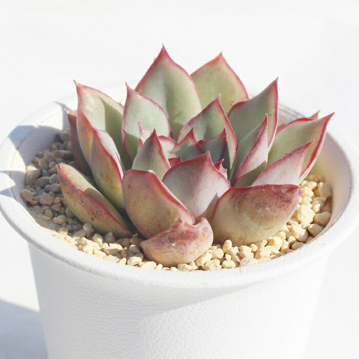 エスター エケベリア 5.5cmポット 多肉植物 小〜中型種 Echeveriaesther