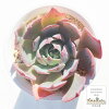 アミスタ エケベリア Mサイズ6cmポット Echeveria amister 薔薇咲 多肉植物 小〜中...