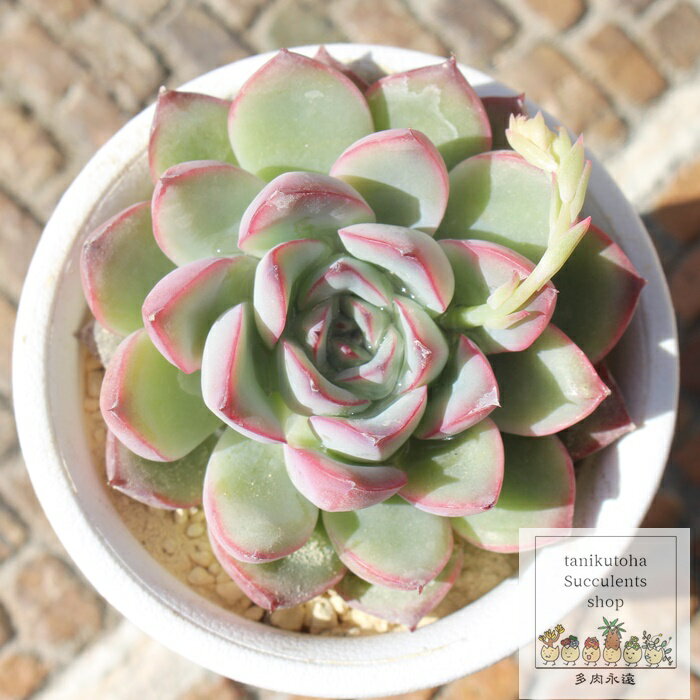 Ԃ GPxA MTCY5.5cm|bg Echeveria pulidonis KN A `^ [bg^Cv ꂢ 킢