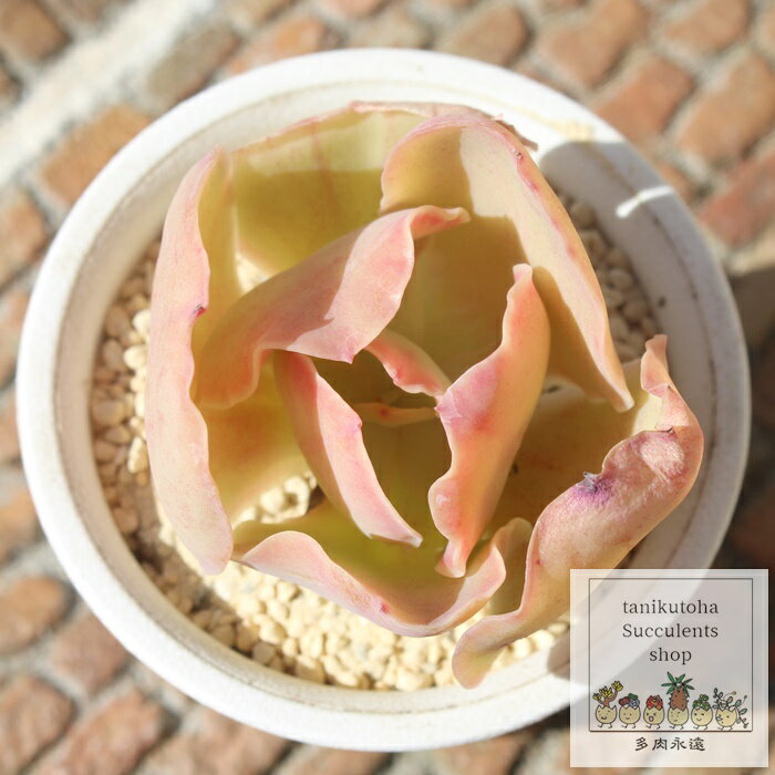 パリダ カット苗 エケベリア Mサイズ 5.5cmポット Echeveria pallida 多肉植物 薔薇咲き 中型種 幹立ちタイプ きれい かわいい 観葉植物