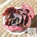 パーティードレス エケベリア Mサイズ5.5cmポット Echeveria cv 'party dress' 薔薇咲 多肉植物 大型種 ロゼットタイプ きれい かわいい