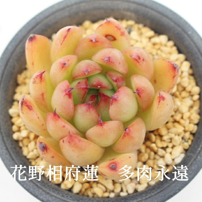 花野相府蓮 エケベリア エケベリア Mサイズ6cmポット Echeveria HANANOSOUFUREN 薔薇咲 多肉植物 小〜中型種 ロゼットタイプ きれい かわいい