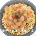 花野相府蓮 エケベリア エケベリア Mサイズ6cmポット Echeveria HANANOSOUFUREN 薔薇咲 多肉植物 小〜中型種 ロゼットタイプ きれい かわいい