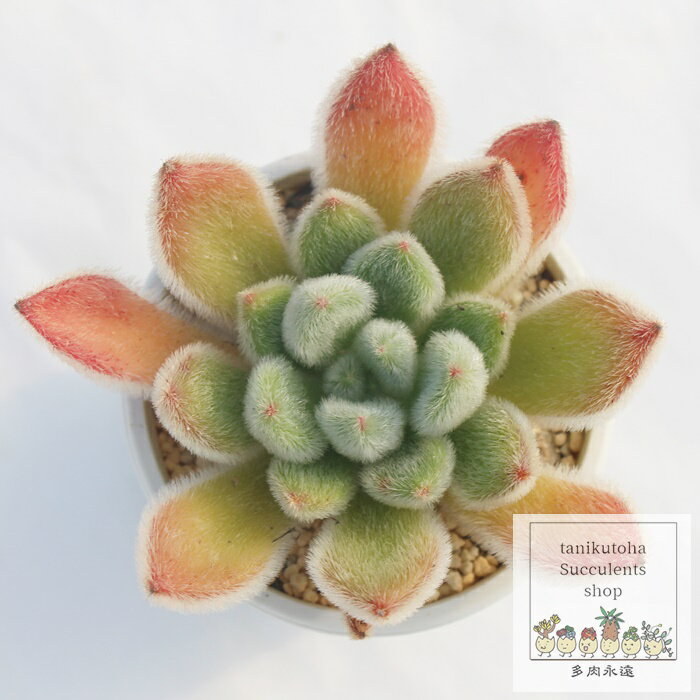 ボンビシナ エケベリア Mサイズ5.5cmポット Echeveria cv 'bombycina' 薔薇咲 多肉植物 小〜中型種 ロゼットタイプ きれい かわいい