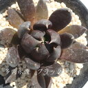 ブラックナイト エケベリア Mサイズ6cmポット Echeveria BLACK KNIGHT 薔薇咲 多肉植物 小～中型種 ロゼットタイプ きれい かわいい