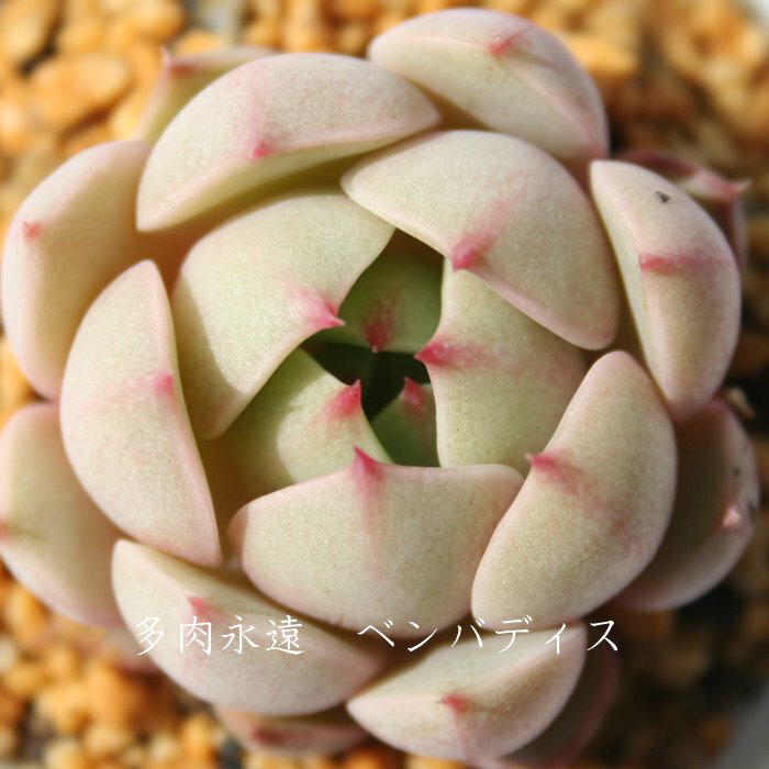 ベンバディス エケベリア Mサイズ6cmポット Echeveria BEN BADIS 薔薇咲 多肉植物 小〜中型種 ロゼットタイプ きれい かわいい