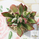 花の司 エケベリア Mサイズ 5.5cmポット Echeveria Hamusii 幹立ちタイプ 多肉植物
