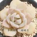 姫暁月 エケベリア Mサイズ6cmポット Echeveria HIMESYOUGETU 薔薇咲 多肉植物 小～中型種 仔を出すタイプ きれい かわいい