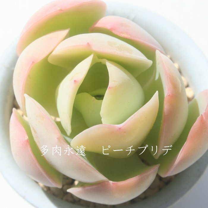 ピーチプリデ エケベリア Mサイズ6cmポット Echeveria PEACH PLIDE 薔薇咲 多肉植物 小〜中型種 葉を重ねるタイプ きれい かわいい