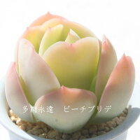 楽天市場 ピーチプリデ エケベリア Mサイズ6ｃｍポット Echeveria Peach Plide 薔薇咲 多肉植物 小 中型種 葉を重ねるタイプ きれい かわいい 株式会社多肉永遠楽天市場店