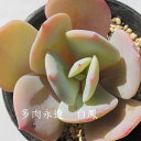 白鳳（はくほう）エケベリア Mサイズ6cmポット Echeveria HAKUHOU 薔薇咲 多肉植物 小〜中型種 ロゼットタイプ きれい かわいい