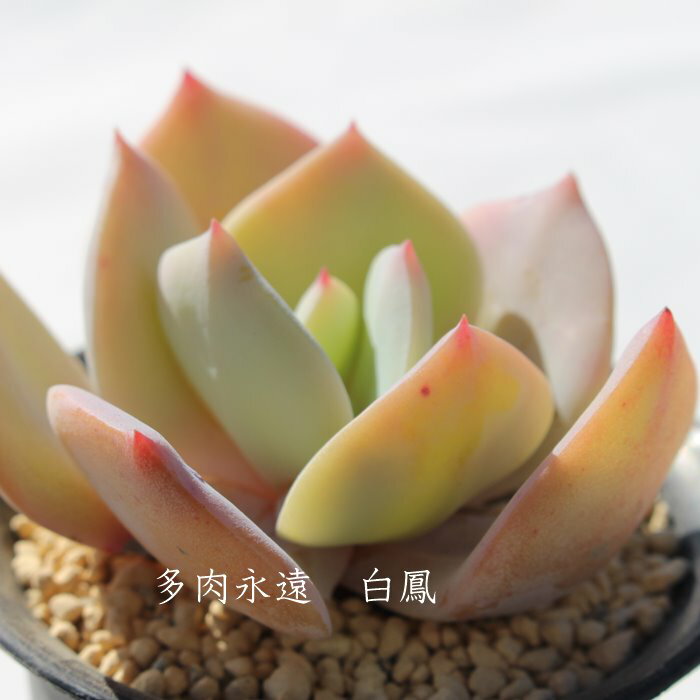 白鳳（はくほう）エケベリア Mサイズ6cmポット Echeveria HAKUHOU 薔薇咲 多肉植物 小〜中型種 ロゼットタイプ きれい かわいい