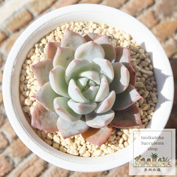 ブルーバード エケベリア 5.5cmポット Echeveria cv 'blue bird' 薔薇咲 多肉植物 小〜中型種 ロゼットタイプ きれい かわいい 観葉植物