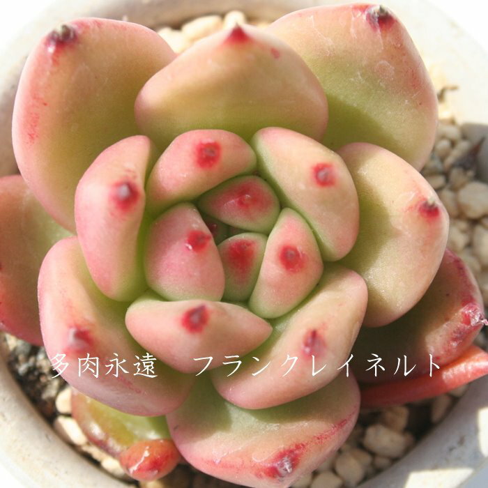 Pink - フランクレイネルト エケベリア Mサイズ6cmポット Echeveria 薔薇咲 ロゼット 多肉植物