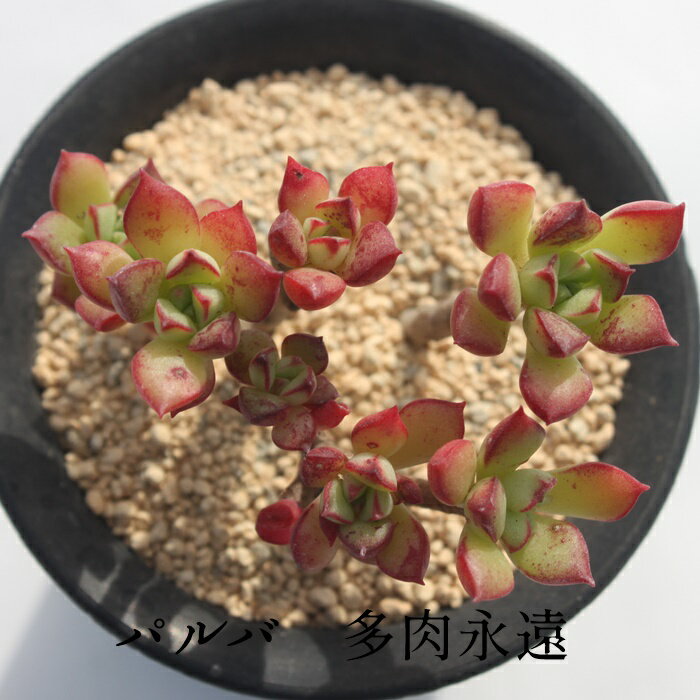 パルバ エケベリア Mサイズ5.5cmポット 幹立ちエケベリア Echeveria pringlei var.parva 薔薇咲 多肉植物 極小型種 葉を重ねるタイプ きれい かわいい