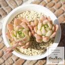 フェロロボス エケベリア Mサイズ 5.5cmポット Echeveria sp 多肉植物 薔薇咲き 小〜中型種 幹立ちタイプ きれい かわいい 観葉植物