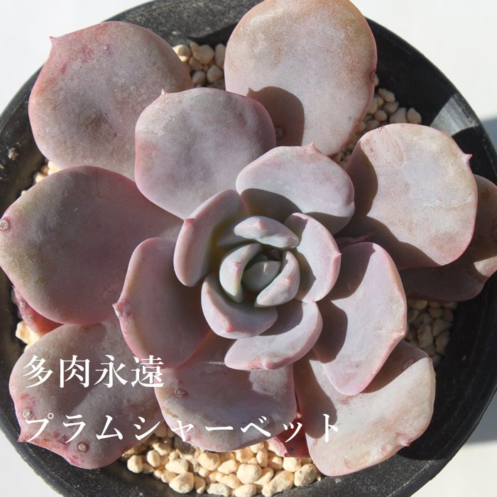 vV[xbg GPxA MTCY6cm|bg ؍c Echeveria PLUM SHERBET KN A `^ [bg^Cv ꂢ 킢