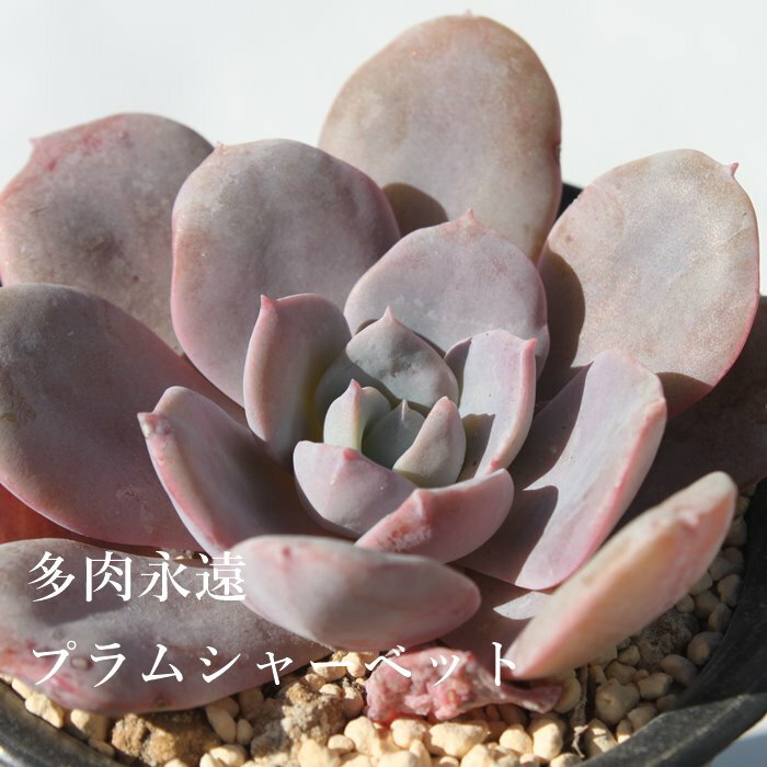 プラムシャーベット エケベリア Mサイズ6cmポット 韓国苗 Echeveria PLUM SHERBET 薔薇咲 多肉植物 小〜中型種 ロゼットタイプ きれい かわいい