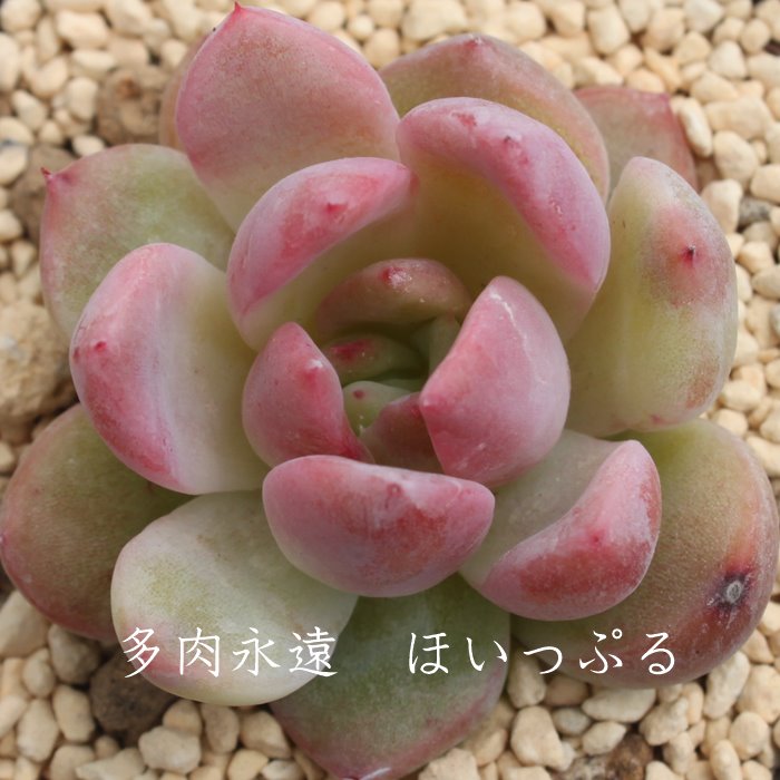 エポック社 ホイップる ほいっぷる 永遠ラベル付き エケベリア Mサイズ6cmポット Echeveria HOIPPLE 薔薇咲 多肉植物 小〜中型種 ロゼットタイプ きれい かわいい