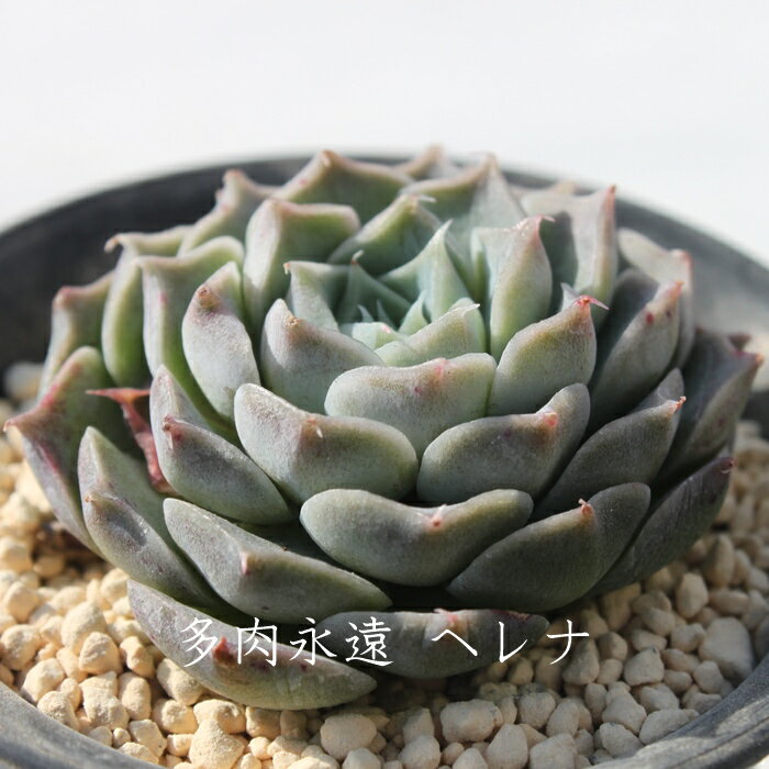 ヘレナ エケベリア Mサイズ 5.5cmポット 韓国苗 Echeveria herena 薔薇咲 ロゼット 多肉植物