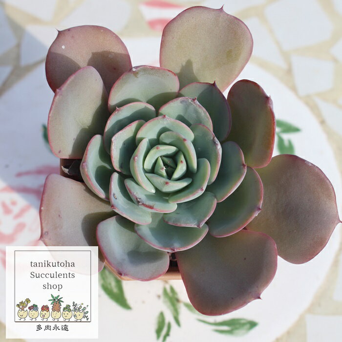 ピーチアンドクリーム エケベリア Mサイズ 韓国苗Echeveria herena 薔薇咲 ロゼット 多肉植物