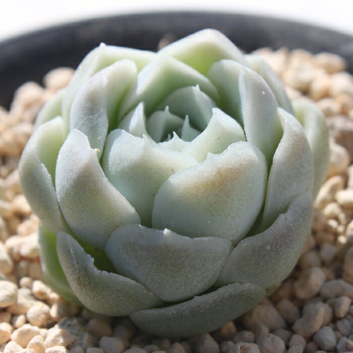 ヒューミルス エケベリア 韓国苗 Echeveria 薔薇咲 ロゼット 多肉植物