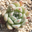 ピンクアレックス エケベリア Mサイズ6cmポット 韓国苗 Echeveria PINKALEX 薔薇咲 多肉植物 小〜中型種 ロゼットタイプ きれい かわいい