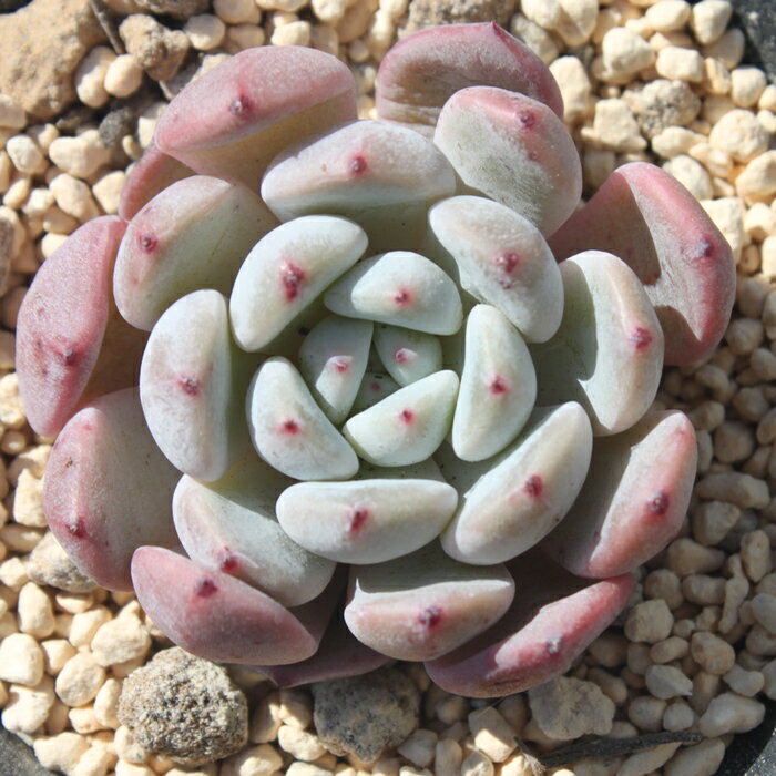 ビヨンテ エケベリア Mサイズ5.5cmポット 韓国苗 Echeveria beyonte 薔薇咲 多肉植物 小〜中型種 ロゼットタイプ きれい かわいい