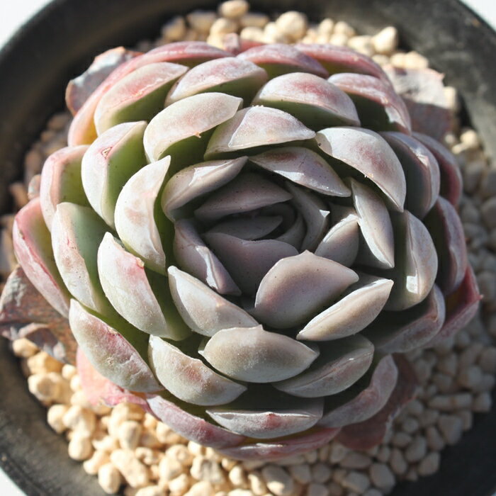 パープルベリー エケベリア 韓国苗 Echeveria 薔薇咲 ロゼット 多肉植物