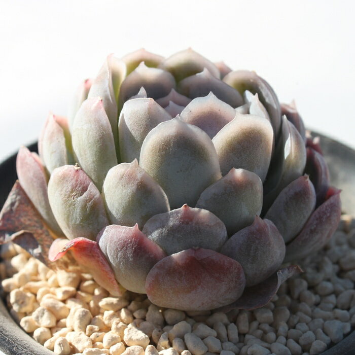 エケベリア パープルベリー Echeveria 'Purple Berry' 韓国苗 多肉植物 観葉植物 インテリア ガーデニング 寄せ植え 育てやすい 丈夫 紅葉 多肉永遠
