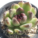 ブラッククィーン エケベリア Mサイズ6cmポット 韓国苗 Echeveria 薔薇咲 ロゼット 多肉植物