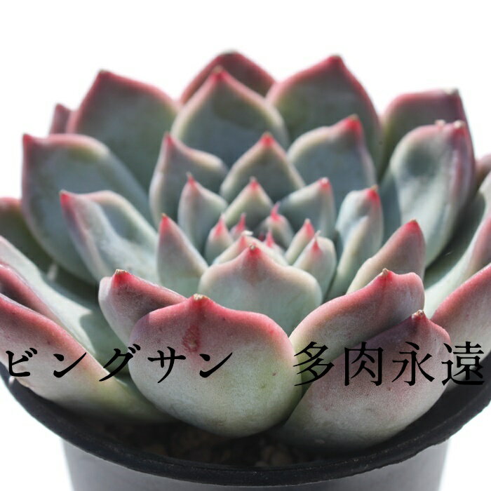 ビングサン エケベリア Lサイズ7.5cmポット 韓国苗 Echeveria BIG SUN 薔薇咲 多肉植物 小〜中型種 ロゼットタイプ きれい かわいい