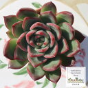 プロディティー エケベリア Mサイズ6cmポット 韓国苗 Echeveria 薔薇咲 ロゼット 多肉植物