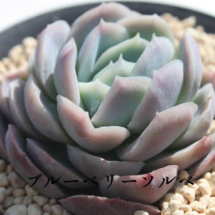 ブルーベリーソルベ エケベリア Mサイズ6cmポット 韓国苗 Echeveria BLUEBERRYSORBET 薔薇咲 多肉植物 小〜中型種 ロゼットタイプ きれい かわいい