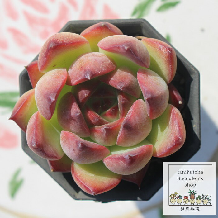 t@C[s[ GPxA 7.5cm|bg ؍c Echeveria FIRE PILLAR KN A `^ [bg^Cv ꂢ 킢 ϗtA