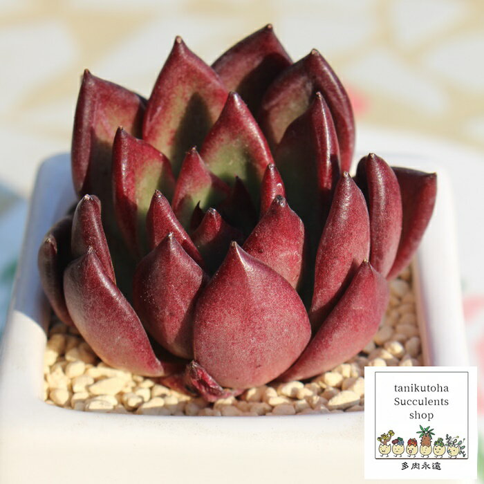 プレート Mサイズ エケベリア 韓国苗 Echeveria PLATO 薔薇咲 多肉植物 小〜中型種 ロゼットタイプ きれい かわいい 観葉植物