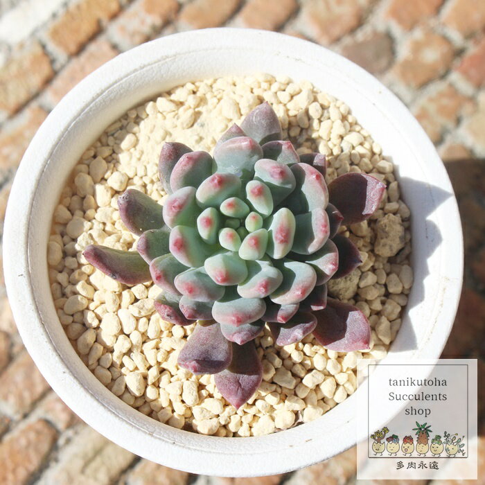 ブルーアップル エケベリア Mサイズ5.5cmポット Echeveria blue apple 薔薇咲 多肉植物 小〜中型種 ロゼットタイプ きれい かわいい